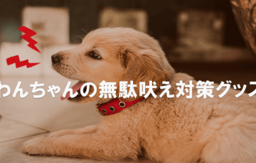 オッドアイで早死 犬と猫の目の色が生死にかかわる理由とは