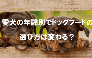 愛犬の年齢別でドッグフードの選び方は変わる？