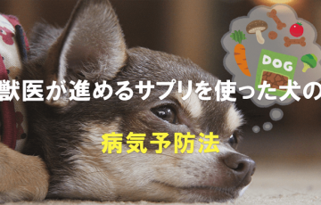 獣医が進めるサプリを使った犬の病気予防法