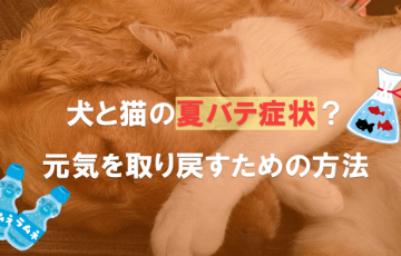 犬と猫の夏バテ症状？元気を取り戻すための方法