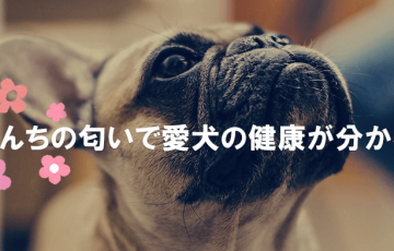 うんちの匂いで愛犬の健康が分かる