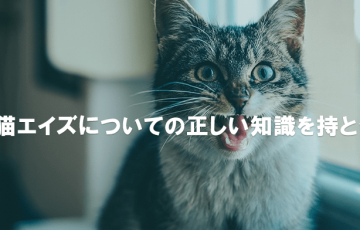 猫エイズについての正しい知識を持とう