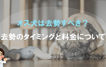 オス犬は去勢すべき？去勢のタイミングと料金について