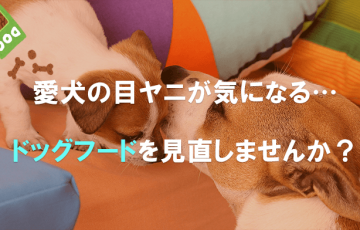 愛犬の目ヤニが気になる…ドッグフードを見直しませんか？