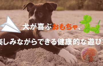 犬が喜ぶおもちゃ、楽しみながらできる健康的な遊び方