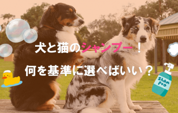 犬と猫のシャンプー！何を基準に選べばいい？