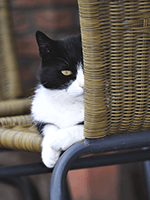 元気がなさそうな猫