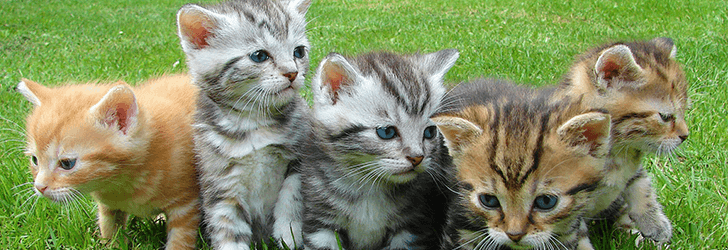 愛猫の悩みありませんか?
