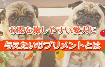 お腹を壊しやすい愛犬に与えたいサプリメントとは