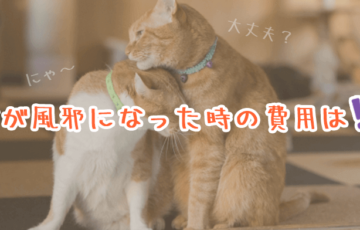 猫が風邪になった時の費用は？