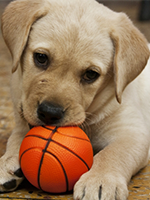 ボールをかじる犬