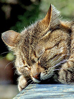 元気がなさそうな猫