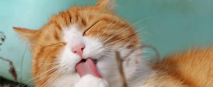 猫を飼いたい人へ