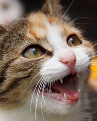 鳴いている猫