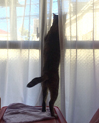猫の性格の違い