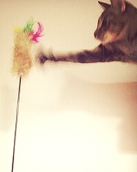 運動する猫