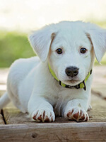 お腹を壊していそうな犬