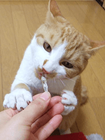 風邪予防に勤しむネコ