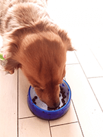 ドッグフード食べてる犬その2