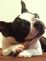 ドッグフードを食べる犬