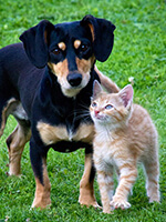 犬と猫の写真