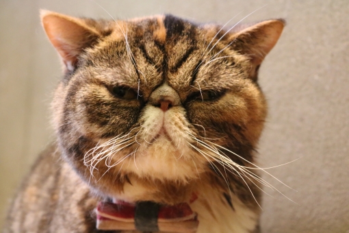 老猫