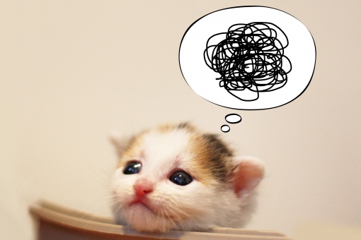 ぐるぐる猫