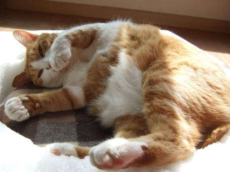 デブ猫