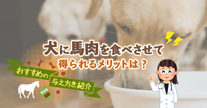 犬に馬肉を食べさせて得られるメリットは おすすめの与え方を紹介