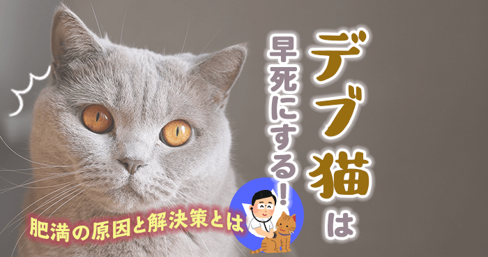 猫の肥満は寿命を縮める？太る原因と2つの解決策とは