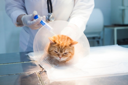 治療中の猫