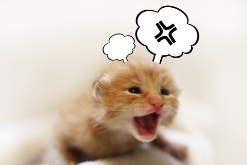 猫 怒る