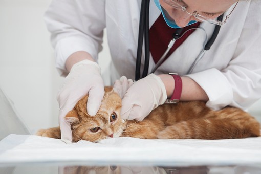 猫 病院
