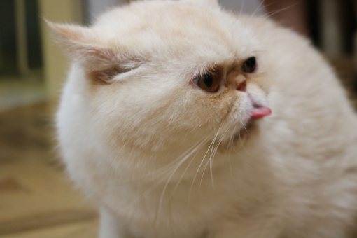 猫 痛い