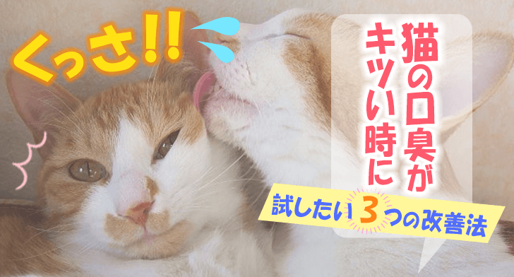 くっさ 猫の口臭がキツい時に試したい3つの改善法